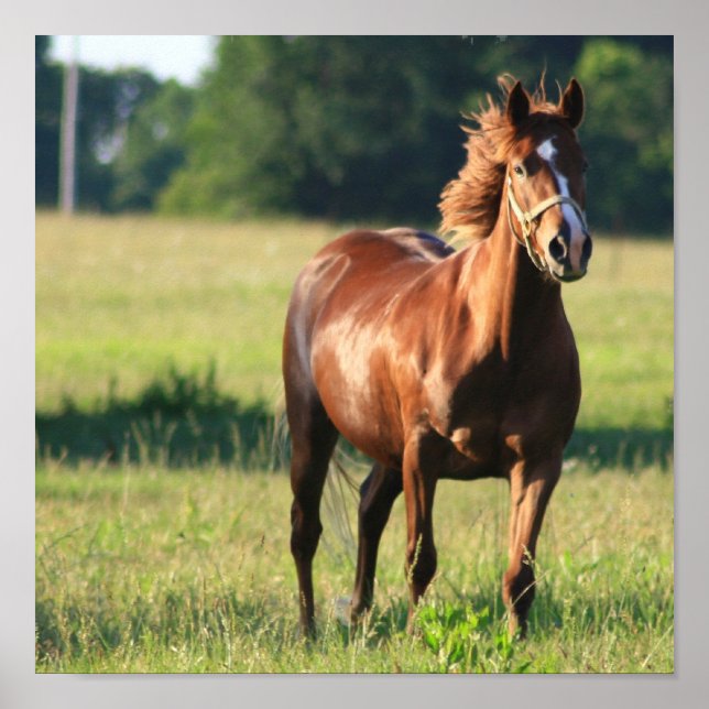 Affiches Chestnut Horloge toile permanente Imprimer (Devant)