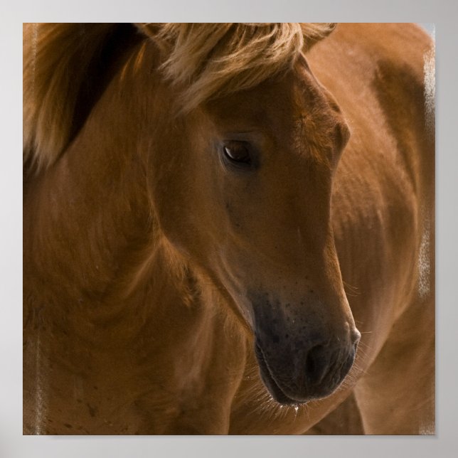 Affiches Chestnut Horse Design Imprimer (Devant)