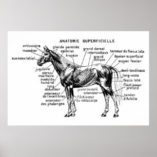 Affiches Cheval
