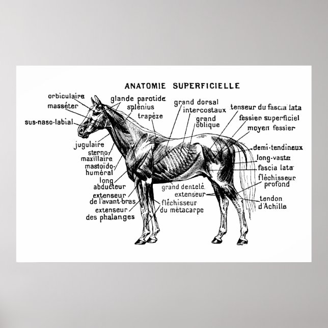 Affiches Cheval (Devant)