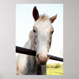 Affiches Cheval