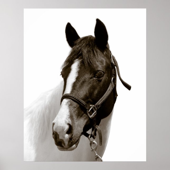 Affiches Cheval (Devant)