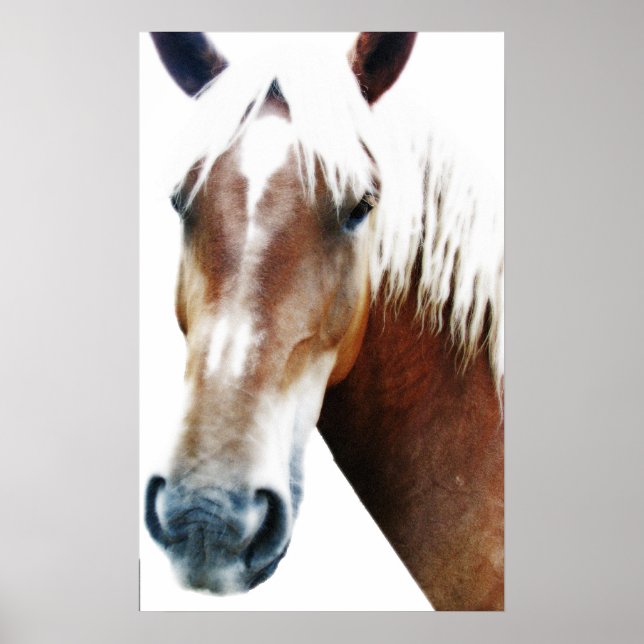 Affiches Cheval (Devant)