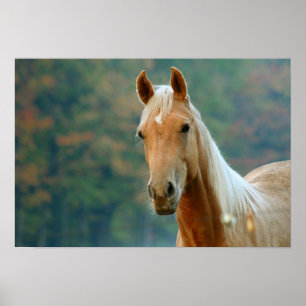 Affiches Cheval
