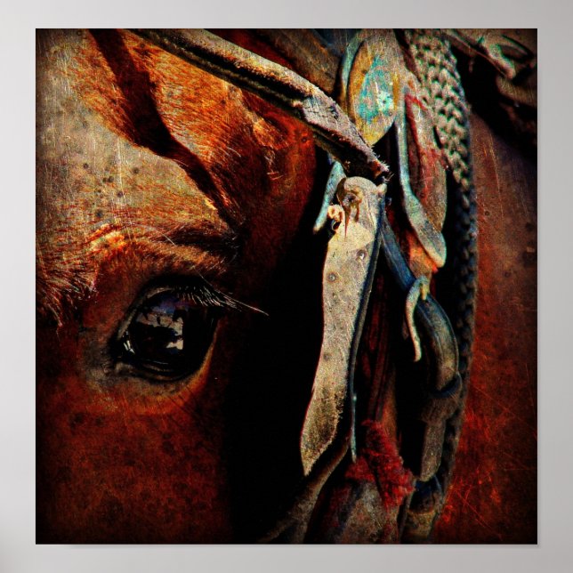 Affiches Cheval Amish (Devant)