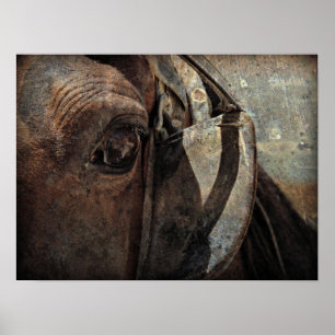 Affiches Cheval Amish aux Aveugles