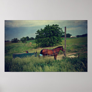 Affiches Cheval Amish en attente