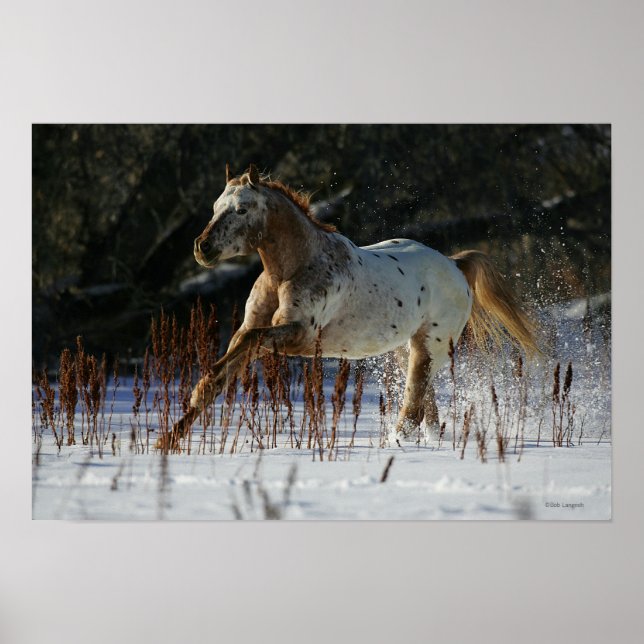 Affiches Cheval Appaloosa courant dans la neige (Devant)