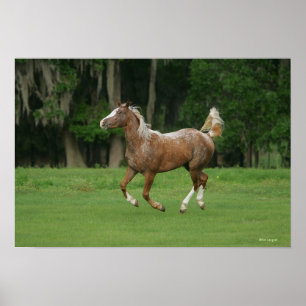 Affiches Cheval Appaloosa en course