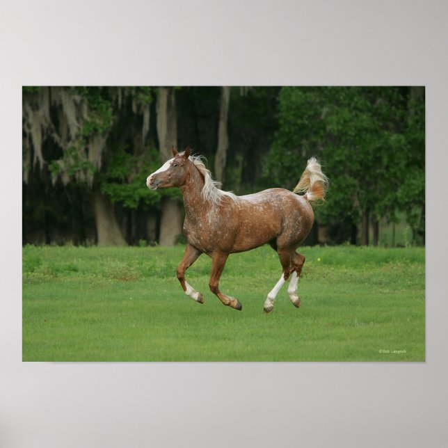 Affiches Cheval Appaloosa en course (Devant)