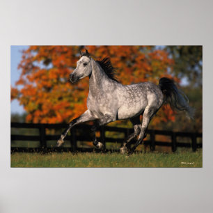 Affiches Cheval arabe : Automne 1
