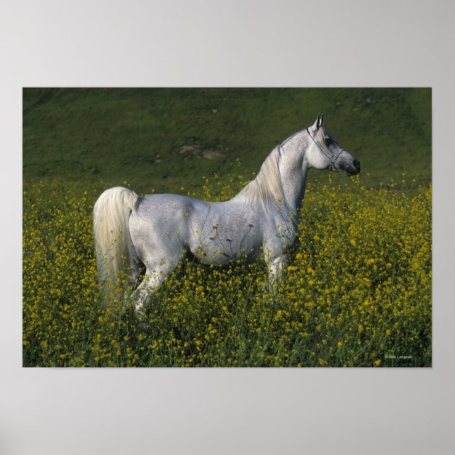 Affiches Cheval arabe debout en fleurs (Devant)