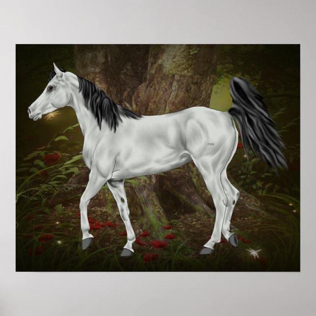 Affiches Cheval arabe gris (Devant)