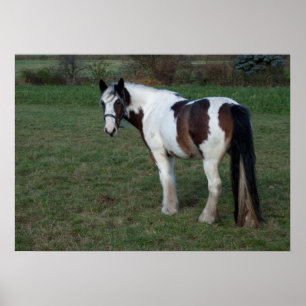 Affiches Cheval blanc Brown