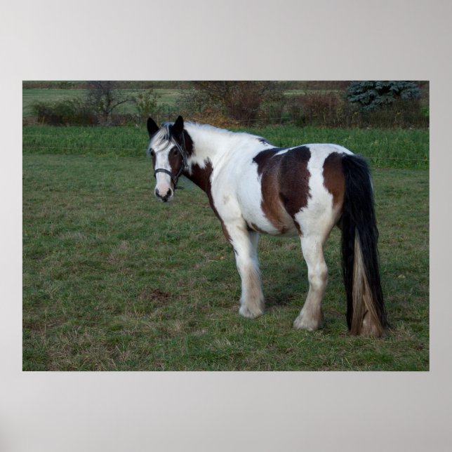 Affiches Cheval blanc Brown (Devant)