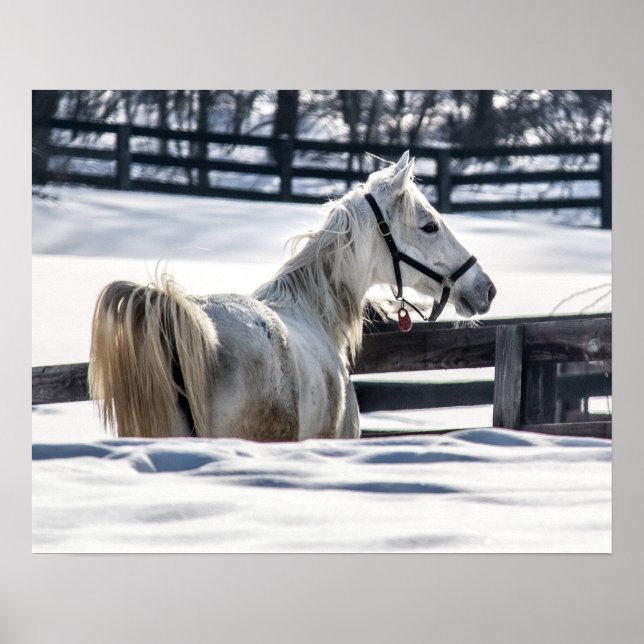 Affiches Cheval blanc dans la neige (Devant)