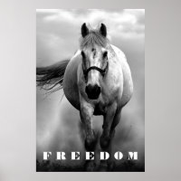 Cheval Blanc Noir Motivation Liberté