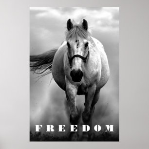 Affiches Cheval Blanc Noir Motivation Liberté