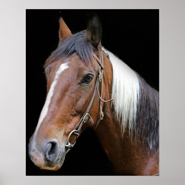 Affiches cheval Brown et blanc (Devant)