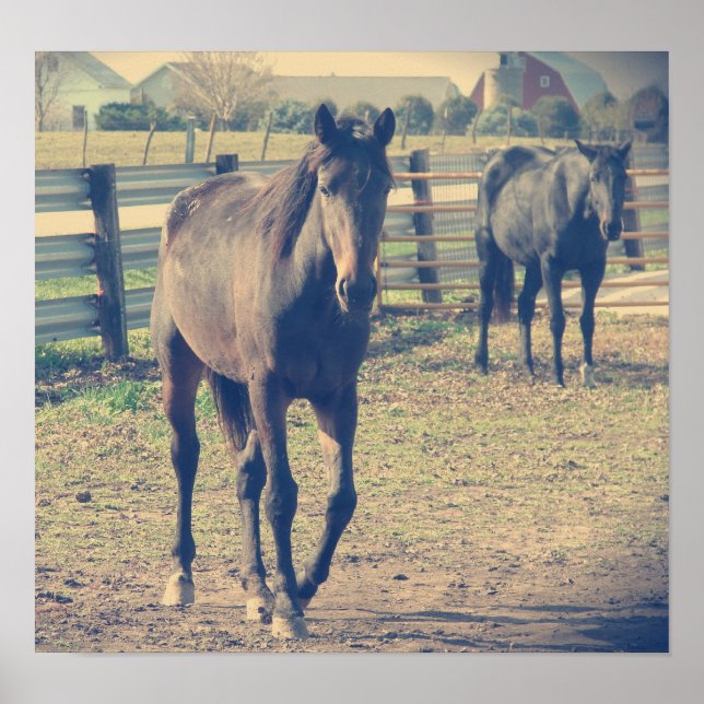 Affiches Cheval convivial, Cheval timide (Devant)