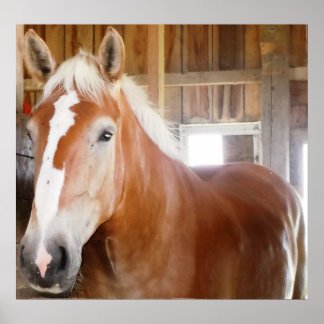 Affiches Cheval dans l'étal 2