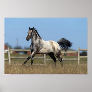 Affiches Cheval d'Appaloosa courant 3