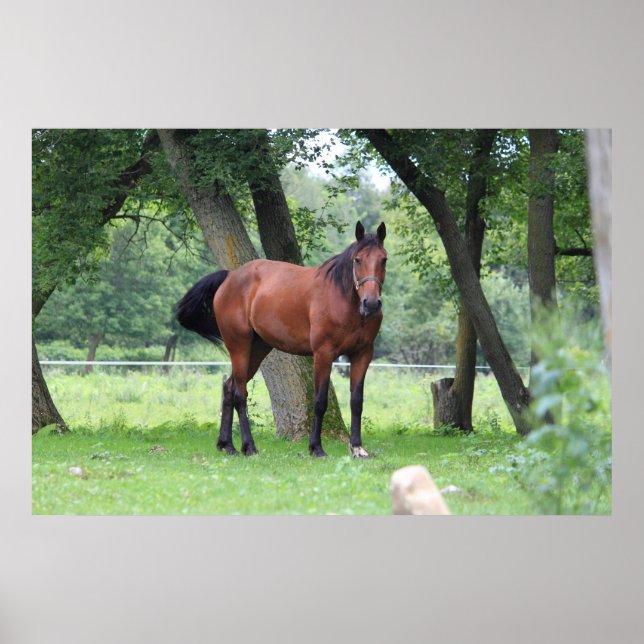 Affiches Cheval de course - 0037 (Devant)