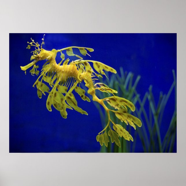 Affiches Cheval de mer (Devant)