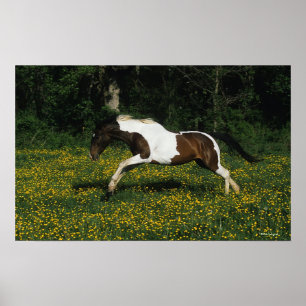 Affiches Cheval de peinture courant dans le champ de fleurs