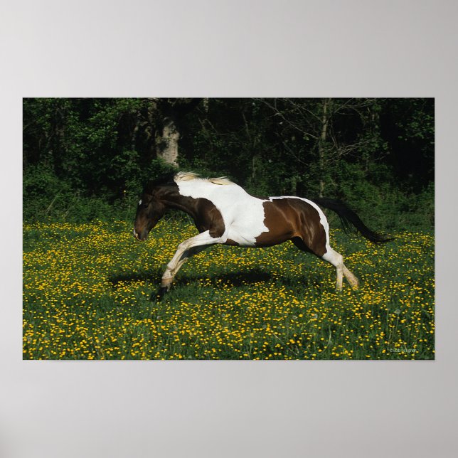 Affiches Cheval de peinture courant dans le champ de fleurs (Devant)