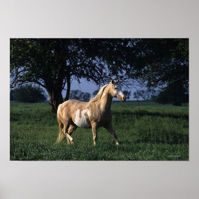 Affiches Cheval de peinture debout 2 (Devant)