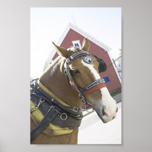 Affiches Cheval de transport de châtaignes