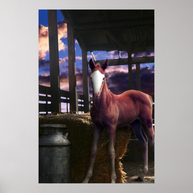 Affiches Cheval du Foal dans la grange (Devant)