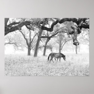 Affiches Cheval En Foggy Field De Chênes