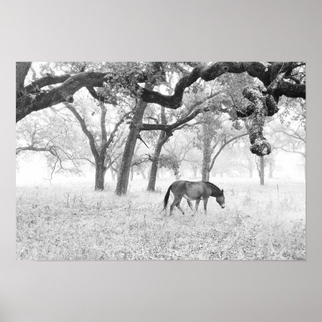 Affiches Cheval En Foggy Field De Chênes (Devant)