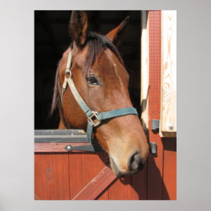 Affiches Cheval en Grange