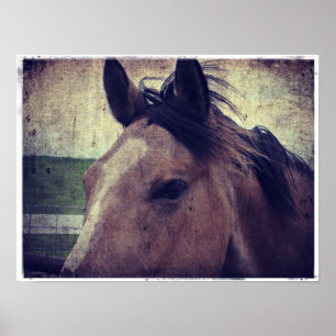 Affiches Cheval en peau de seau