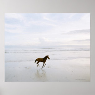 Affiches Cheval fonctionnant sur la plage