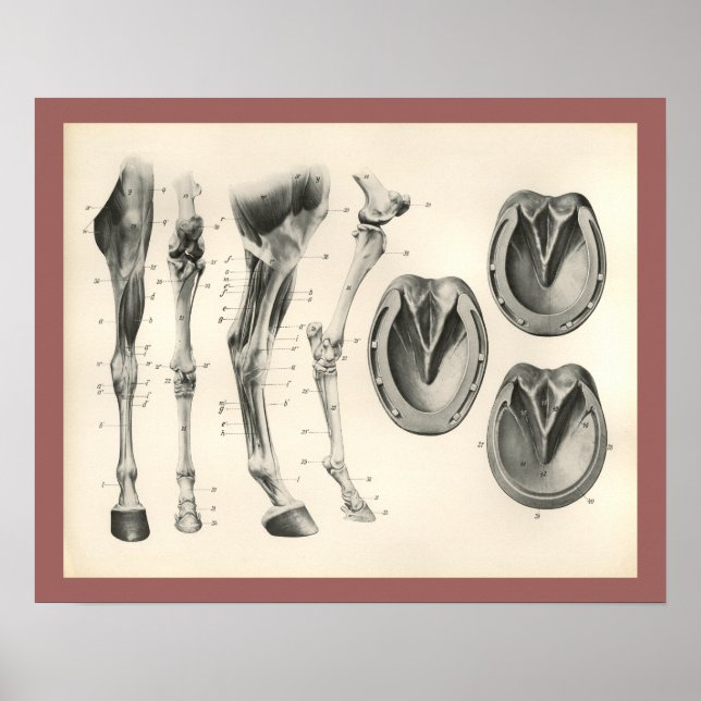 Affiches Cheval Hoof Leg Bones Muscle Anatomie Imprimer (Devant)