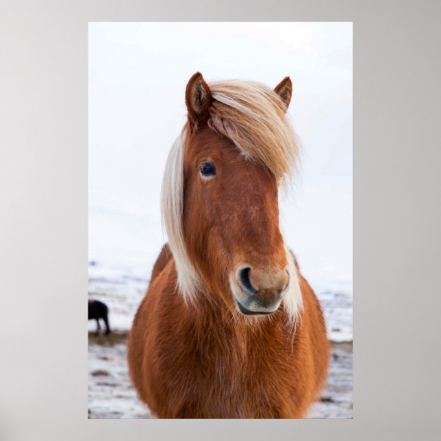 Affiches Cheval islandais en hiver (Devant)