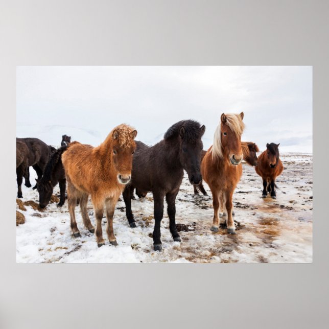 Affiches Cheval islandais en hiver en Islande (Devant)