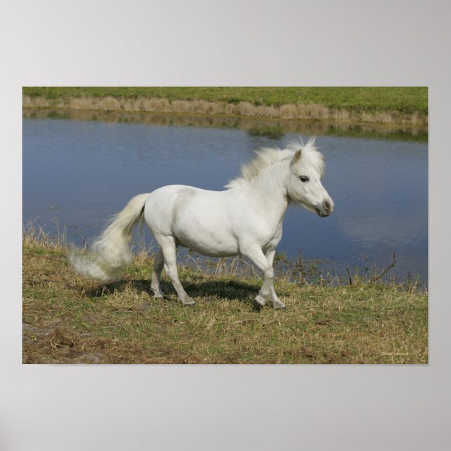 Affiches Cheval Miniature Courant Près De L'Eau (Devant)