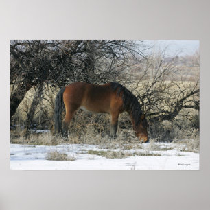 Affiches Cheval Mustang sauvage dans la neige 1
