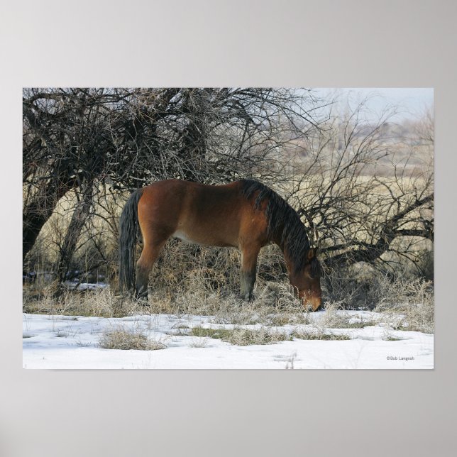 Affiches Cheval Mustang sauvage dans la neige 1 (Devant)