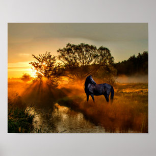 Affiches Cheval noir au lever du soleil ou au coucher du so