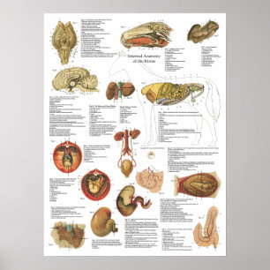 Affiches Cheval Organes internes Anatomie Cerveau Estomac G