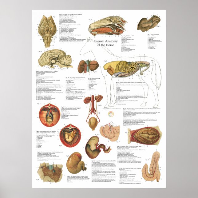 Affiches Cheval Organes internes Anatomie Cerveau Estomac G (Devant)