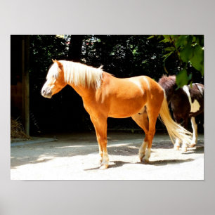 Affiches Cheval Palomino