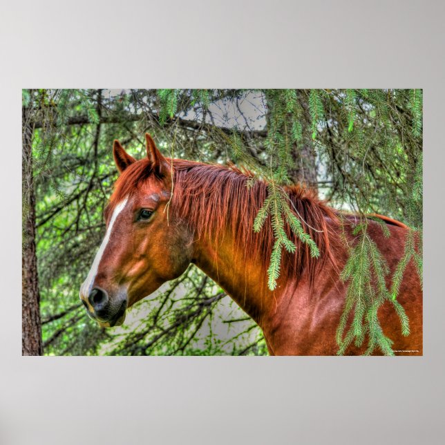 Affiches Cheval rouge Dun Mare dans une équine de forêt (Devant)