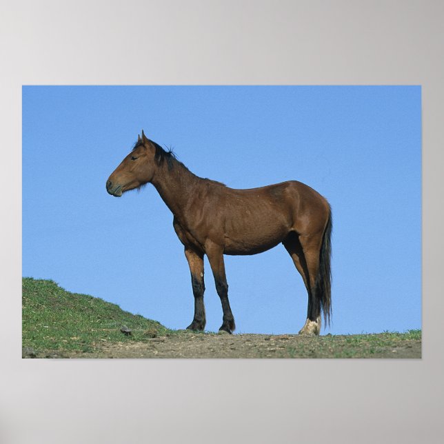 Affiches Cheval sauvage Mustang (Devant)